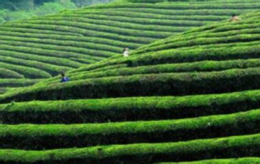 龙井茶的前世今生,如何辨别龙井茶的产地