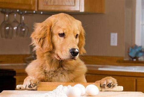 狗狗吃蛋黄好处多,狗吃蛋黄为什么会中毒