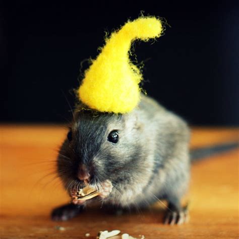小老鼠怎么吃奶酪,猫和老鼠手游迎新春