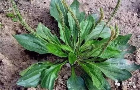 车前子的药用和功效