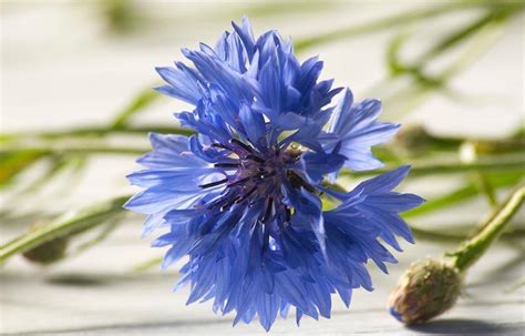 求矢车菊的照片、生长环境、特性和花语.