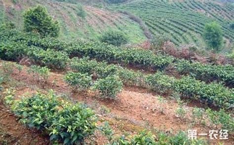茶树的原产地在哪里,还是凤凰单枞的原产地
