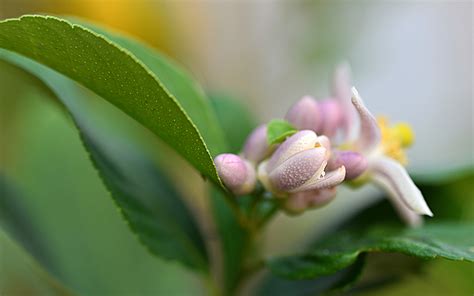 柠檬花花语是什么