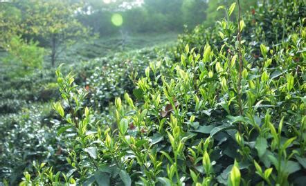 一片小茶叶成就大产业,信阳茶叶节是什么时间