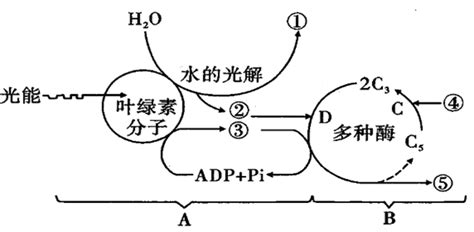 光合作用的过程图解