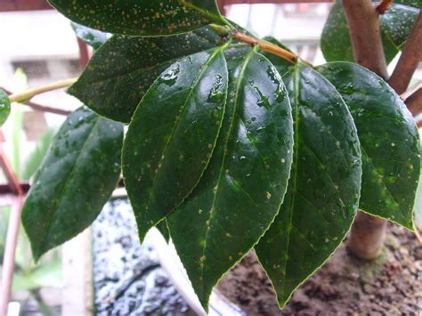 花友种植的山茶花老是掉叶子,为什么山茶花新长的叶子有黑斑