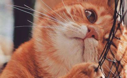 猫的眼睛为什么会一日三变,猫咪瞳孔为什么会变大