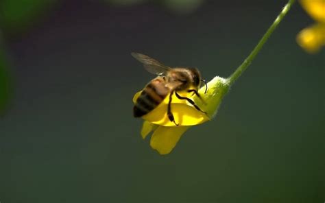 蜜蜂怎么判断攻击对象,看看蜜蜂如何决定