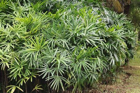 棕竹怎么养 棕竹的养殖方法和注意事项