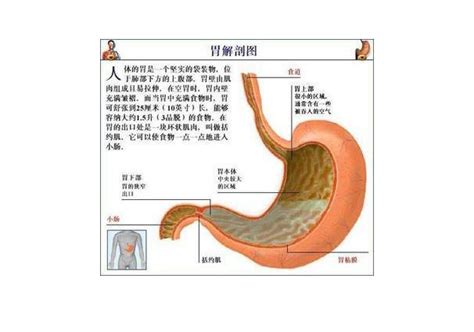 胃位置图