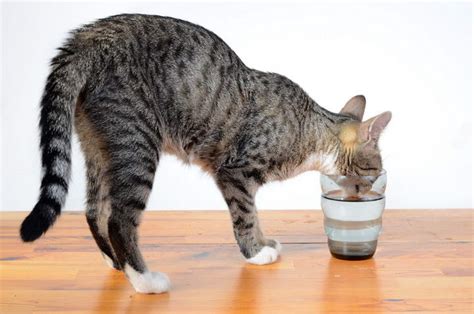 猫不吃猫粮怎么办,为什么猫猫不吃猫粮