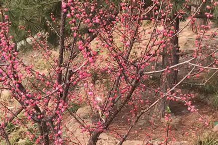 吉林山杏树什么时候开花?