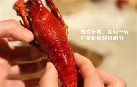 龙虾为什么吃同类,狗为什么不吃龙虾