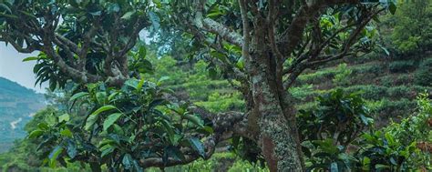 茶树品种类型以及特点介绍,无性繁殖的茶树品种有哪些