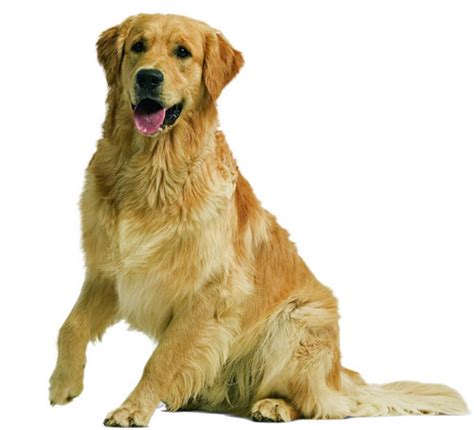 狗狗髖關節發育不良,為什么金毛狗髖關節錯位 還能跳跑