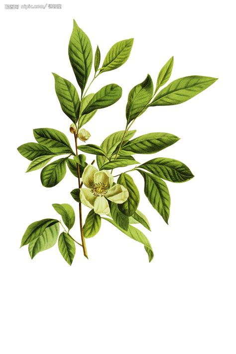 茶树上茶叶背面白色是什么病,假茶叶的危害是什么