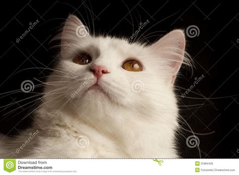 波斯纯白猫大概多少钱,你了解波斯猫的品相吗