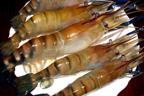 泰国虎虾是海虾还是淡水虾?