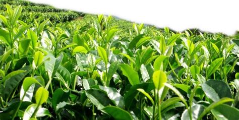 如何避免肥害发生,茶树肥害有什么表现