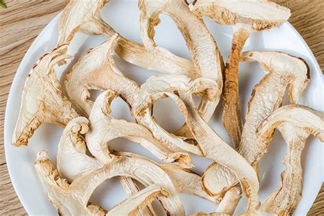 松茸怎样吃最有营养,蘑菇怎样帮助树