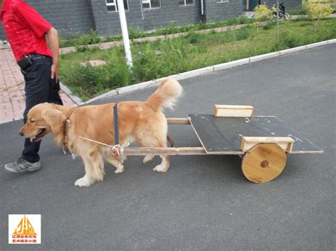 什么是勒车犬,宠物勒车犬的习性特征与喂养等介绍