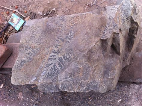 树枝的化石叫什么,是麋鹿角亚化石