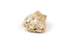 琥珀水胆是什么,独一无二的琥珀水胆蜥蜴化石