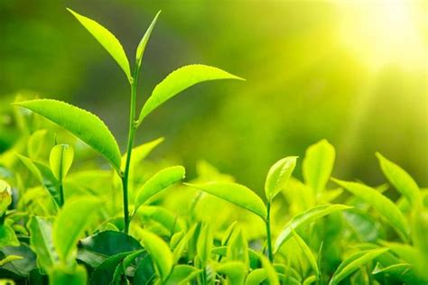什么绿茶叶最好喝排行榜,绿茶哪个品种好喝排名