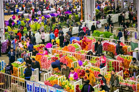 泰安哪里有花卉市场