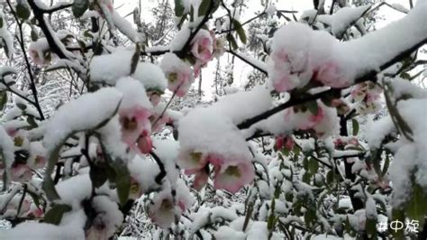 三月桃花雪古诗词