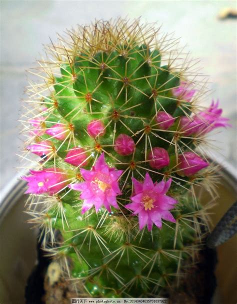 仙人掌花_观察仙人掌作文800字(共4篇)