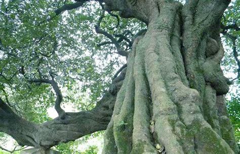 长了多少年的树是古树,古树分三级保护