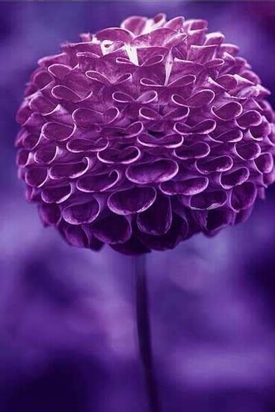 「蓝紫色系」34种高贵典雅植物