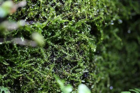 藻类是属于植物界还是原生生物界