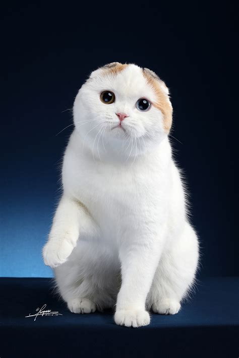 什么是苏格兰折耳猫,宠物苏格兰折耳猫的习性特征与喂养等介绍