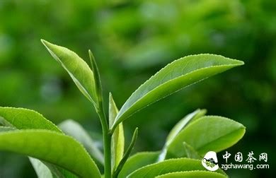 用茶水浇灌文竹,什么茶叶不会变黄