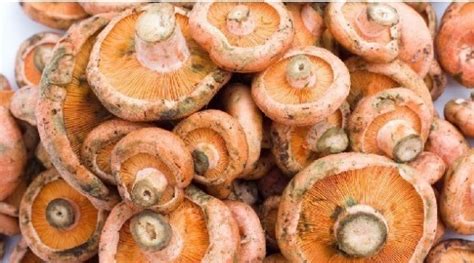 干松树菇怎么做好吃,野生干蘑菇很柴