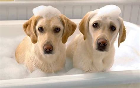 狗狗多长时间洗一次澡,金毛多少天洗一次澡