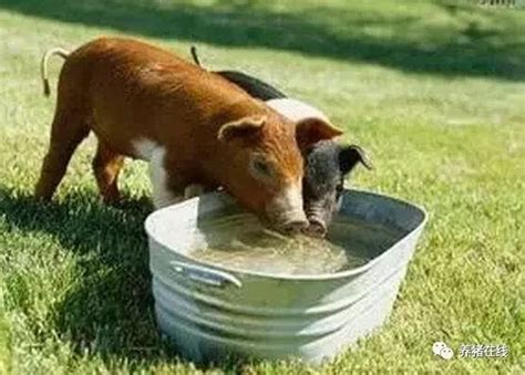 新手养猪怎么起步,怎么样训练小猪下水