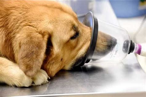 检测肝功能需要多少钱,狗检测肝功能多少钱一次