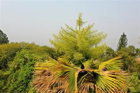 象牙果和叶贝棕是一种植物吗