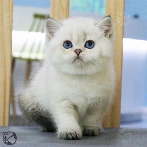 拿破仑矮脚猫多少钱一只,英短毛猫多少钱