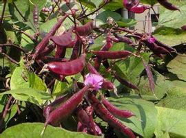 绿色带紫扁豆怎么做,扁豆在农村家家都有