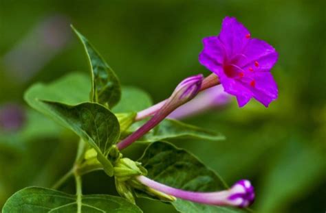 紫茉莉是什么科植物
