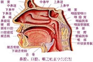 鼻腔的嗅觉功能与发声功能的简单介绍