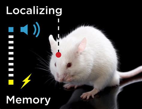 记忆被储存在哪里,记忆储存在大脑细胞里