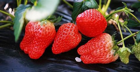 草莓有何营养