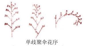 花序的无限花序