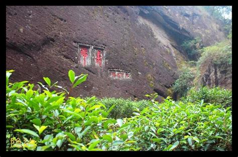 牛栏坑有哪些茶叶,你喝过牛栏坑肉桂