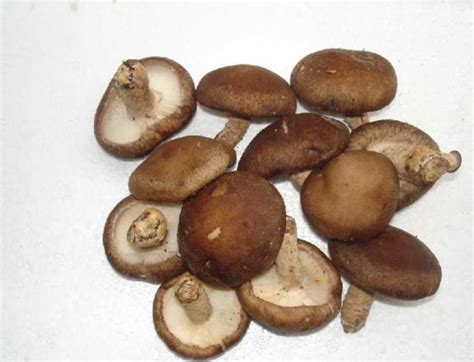 松茸菇干的功效与作用及食用方法 干松茸菇的功效与作用有哪些